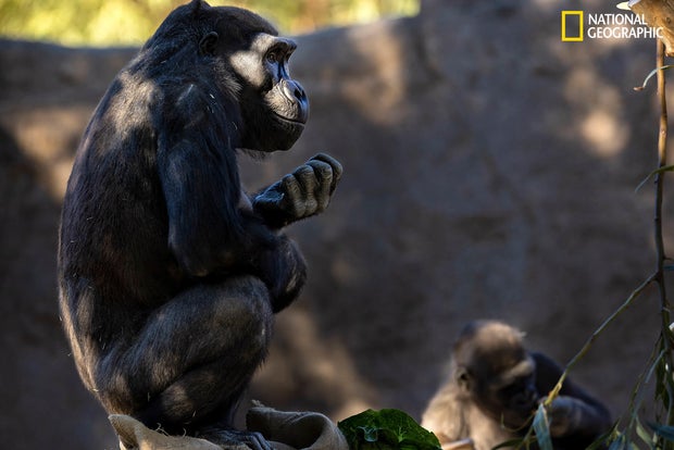 mm9509-animal-vaccines-gorilla-solo-2.jpg 