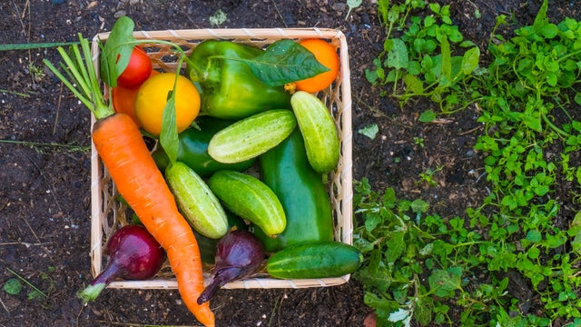 Close up of basket of fresh vegetables on garden soil 