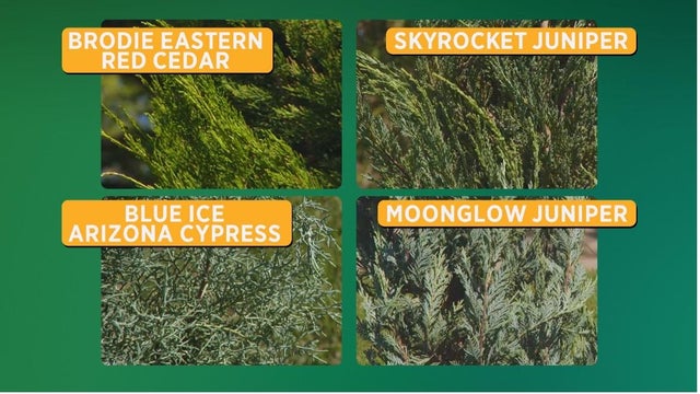 evergreen-shrubs.jpg 