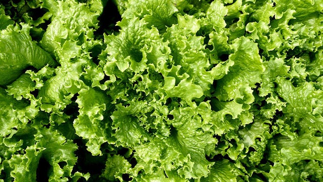 lettuce.jpg 