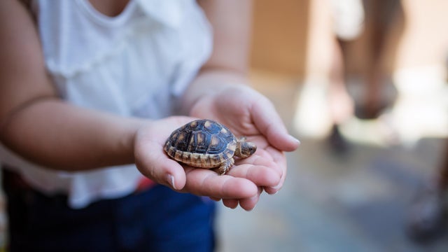 Close-Up Of Hand Holding Turtle - stock photo 