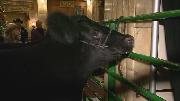 stock-show-brown-palace-steer-12sot-vo-transfer-frame-1133.jpg 