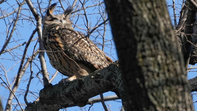 Escaped Owl Central Park 