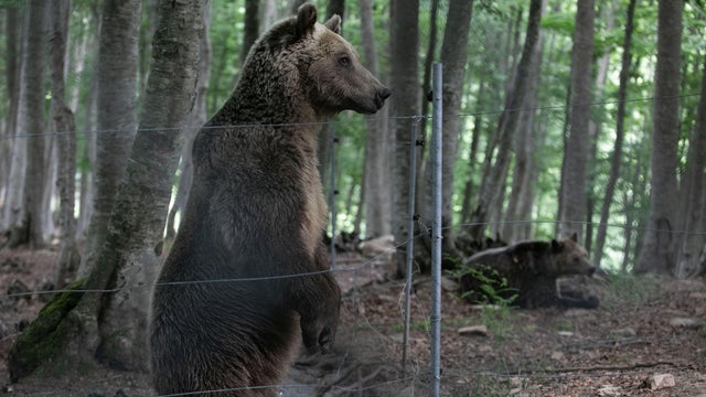 GREECE-ENVIRONMENT-WILDLIFE SANCTUARY 